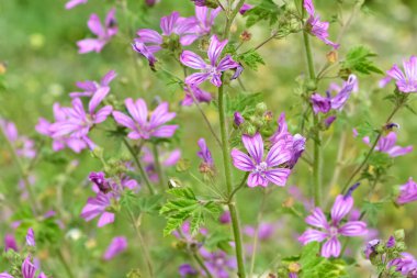 Huzurlu çiçekler ve doğal çevre