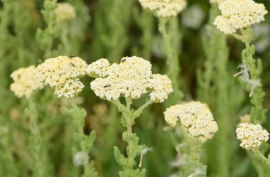 Doğada kendiliğinden büyüyen beyaz çiçekler.