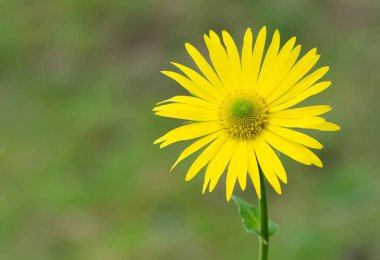 photos of yellow flowers growing at high altitude clipart