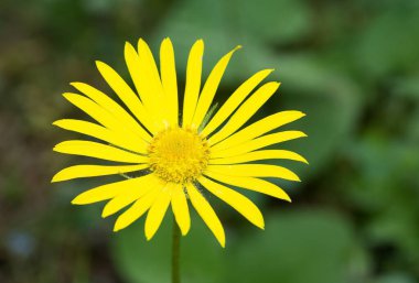 photos of yellow flowers growing at high altitude clipart