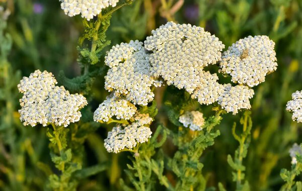 white flowers growing spontaneously in nature