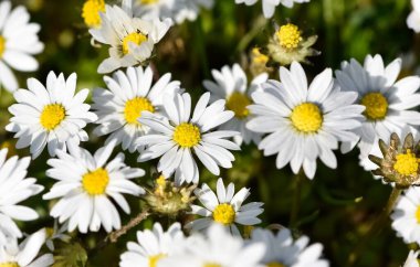 Kırsal bölgelerde yetişen çiçekler. vahşi beyaz papatya fotoğrafları.