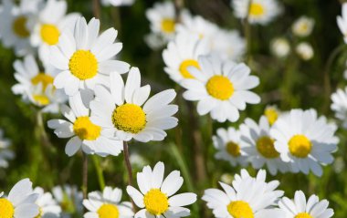 Kırsal bölgelerde yetişen çiçekler. vahşi beyaz papatya fotoğrafları.