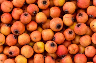 Vahşi meyve resimleri. Kızıl Diken 'in fotoğrafları.