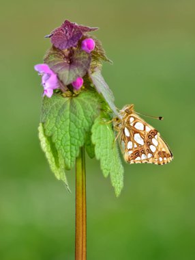 photos of butterflies feeding on flowers clipart