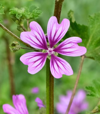 Huzurlu çiçekler ve doğal çevre