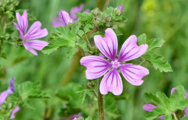 Huzurlu çiçekler ve doğal çevre
