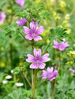 Huzurlu çiçekler ve doğal çevre
