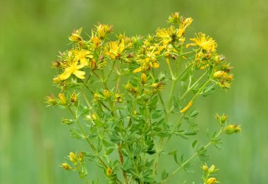 Sarı çiçekli bitkiler. yabani bitkiler ve çiçekler..