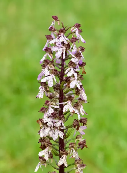 stock image flowers growing in rural areas. wild orchid photos.