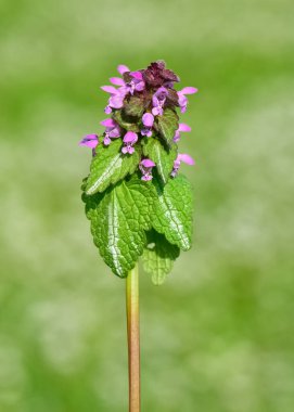 photos of wildflowers and wildflowers. dead nettle flower. clipart