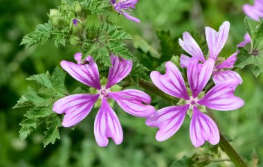 Huzurlu çiçekler ve doğal çevre
