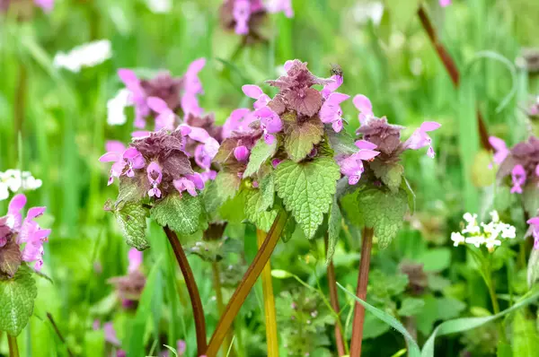 stock image photos of wildflowers and wildflowers. dead nettle flower.