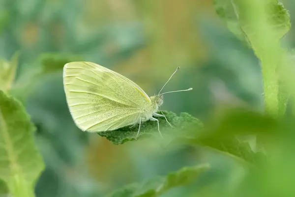 stock image wildlife photos. photos of butterflies in natural areas.