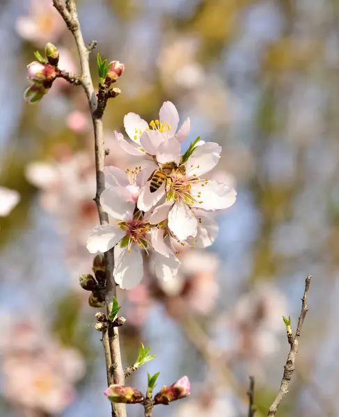 stock image Photos of almond trees and almond flowers