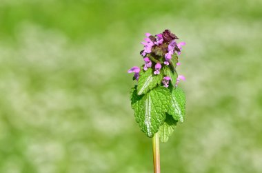 photos of wildflowers and wildflowers. dead nettle flower. clipart