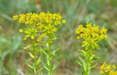 pictures of wild plants, medicinal flowers. photos of spurge flowers. clipart