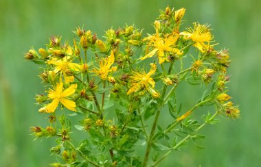 Sarı çiçekli bitkiler. yabani bitkiler ve çiçekler..