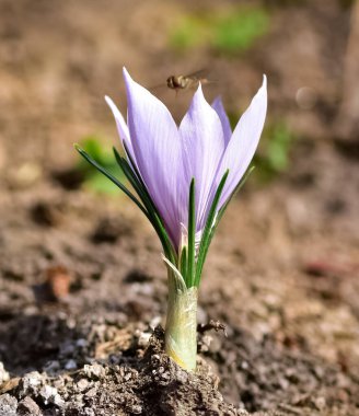 Yabani çiçekler. çeşitli Crocus fotoğrafları.