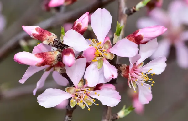 stock image photos of flowering apricot tree and apricot flowers