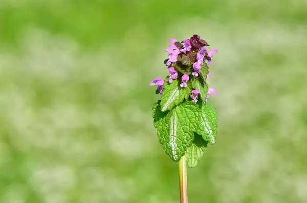 stock image photos of wildflowers and wildflowers. dead nettle flower.