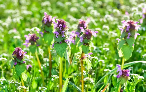 stock image photos of wildflowers and wildflowers. dead nettle flower.