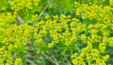 Vahşi bitki resimleri, tıbbi çiçekler. Sperm çiçekleri fotoğrafları.