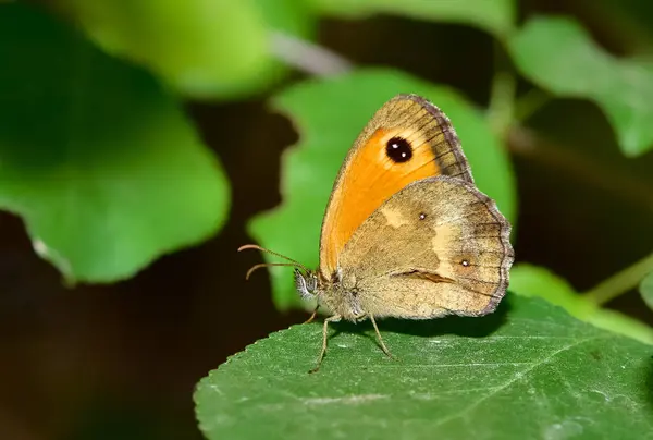 stock image wildlife photos. photos of butterflies in natural areas.