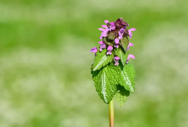 stock image photos of wildflowers and wildflowers. dead nettle flower.