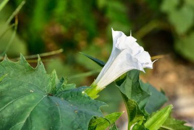 Kırsal bölgelerde büyüyen beyaz çiçekli bitkiler