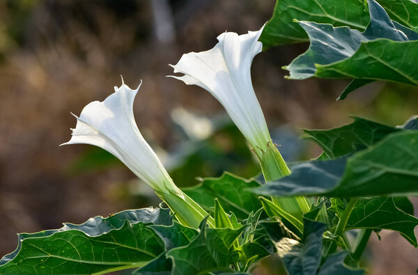 белые цветущие растения, растущие в сельской местности