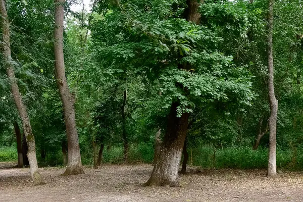 stock image rural areas. Photos of forests and trees.