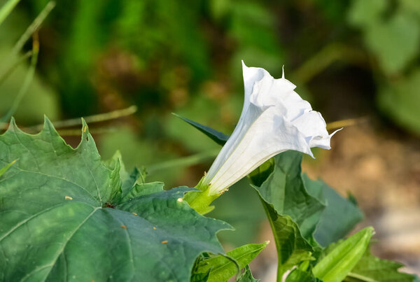 белые цветущие растения, растущие в сельской местности