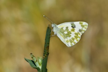 Vahşi hayvanlar. Çeşitli kelebeklerin fotoğrafları..