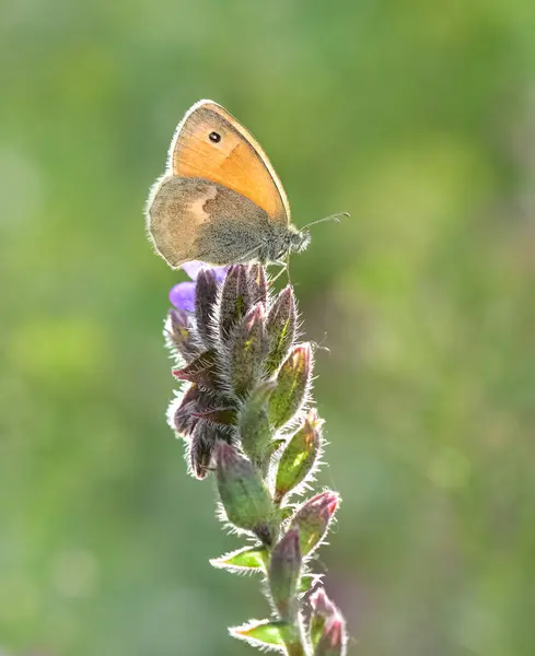 stock image wild animals.photos of various butterflies.