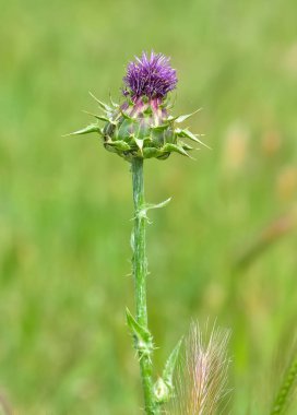 Vahşi bitkiler, vahşi dikenli fotoğraflar.