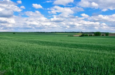 Kırsal bölgeler. Buğday tarlalarının ve bulutlu gökyüzünün fotoğrafları.