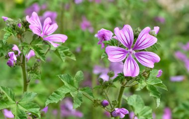 Huzurlu çiçekler ve doğal çevre