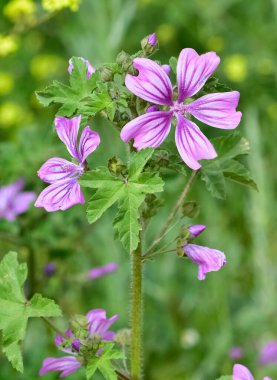 Huzurlu çiçekler ve doğal çevre