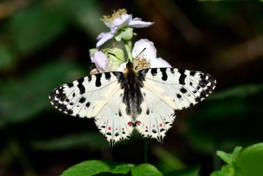 Vahşi yaşam fotoğrafları. Doğal alanlarda kelebek fotoğrafları.