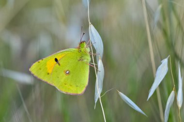 wildlife photos. photos of butterflies in natural areas. clipart
