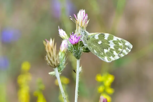 stock image wildlife photos. photos of butterflies in natural areas.