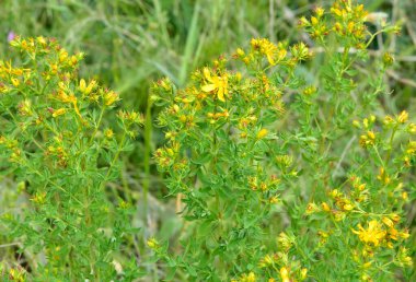 Sarı çiçekli bitkiler. yabani bitkiler ve çiçekler..