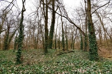 Ormanlar ve ağaçlar. Doğal alanların fotoğrafları.