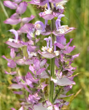 İlaç yapımında kullanılan tıbbi bitki fotoğrafları.