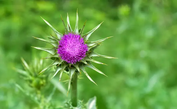 stock image wild plants, wild thorn photos