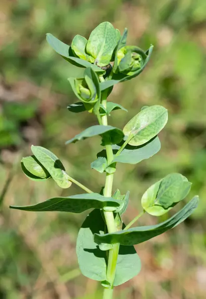 stock image pictures of wild plants, medicinal flowers. photos of spurge flowers.