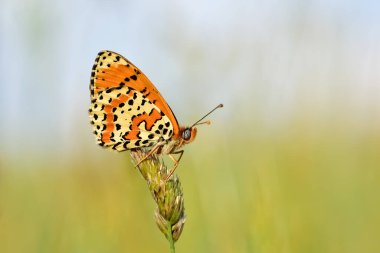 wildlife photos. photos of butterflies in natural areas. clipart