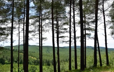 Ormanlar ve ağaçlar. Doğal alanların fotoğrafları.