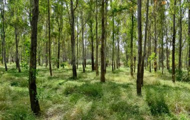 Ormanlar ve ağaçlar. Doğal alanların fotoğrafları.